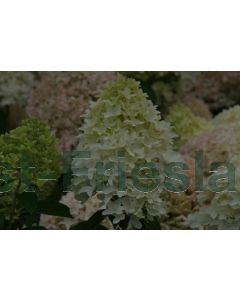 Hydrangea pan. 'Skyfall'® 125-150 cm C20
