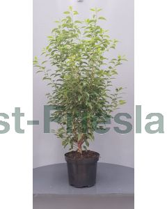 Prunus l. 'Angustifolia' 80-100 cm C10