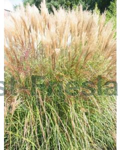 Miscanthus sin. 'Silberspinne' C3