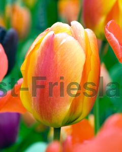 Tulipa Apeldoorn's Elite 11/12 per 100
