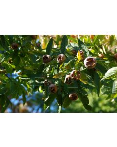 Mespilus germanica 200-250 cm C50