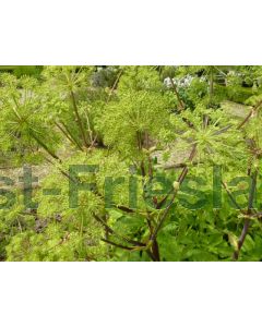 Angelica archangelica P9 / 24 per kist