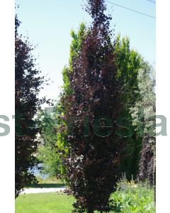 Fagus syl. 'Dawyck Purple' 12/14 C45 beveerd