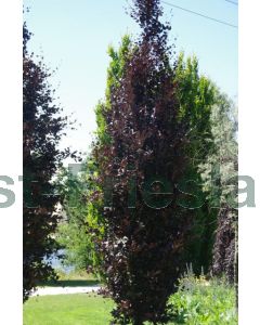 Fagus syl. 'Dawyck Purple' 175-200 cm C30