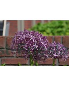 Allium christophii P11