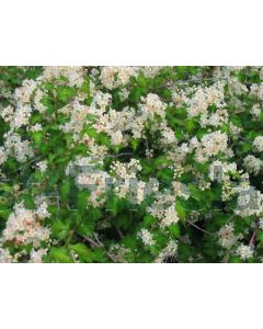 Stephanandra incisa 'Crispa' C3