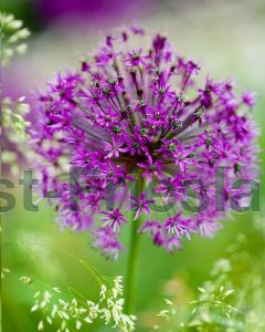 Allium 'Purple Sensation' 12/14 per 100