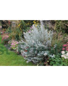 Buddleja dav. 'Silver Anniversary' 100-125 cm C20