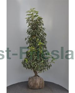 Prunus l. 'Angustifolia' 125-150 cm kluit