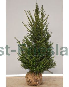 Taxus baccata 100-125 cm kluit extra