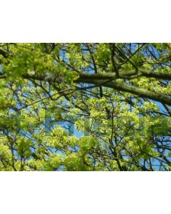 Acer platanoides 80-100 cm kw, bos á 10 stuks