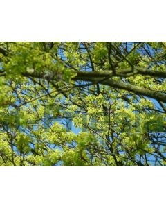 Acer platanoides 40-60 cm kw