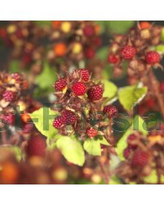 Rubus phoenicolasius 75 cm C2