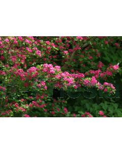Crataegus media 'Paul's Scarlet' 12/14 drkl