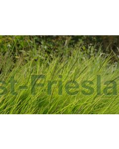 Sesleria autumnalis C2
