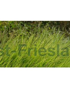 Sesleria autumnalis C3
