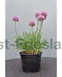 Allium sen.'Little Sapphire' C2