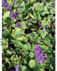 Salvia vert. 'Purple Rain' P9 / 24 per kist