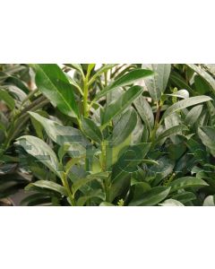 Prunus l. 'Elly' ® 175-200 cm kluit
