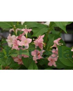 Weigela 'Rosea' 40-60 cm kw 2-3 tak