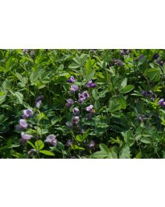 Baptisia 'Purple Smoke' P9 / 24 per kist