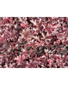Heuchera 'Black Beauty' C2