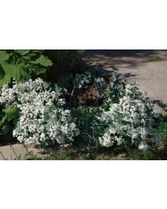 Crambe maritima P9 / 24 per kist