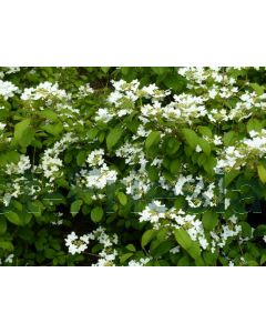 Viburnum plic. 'Watanabe' C5 90 cm stam