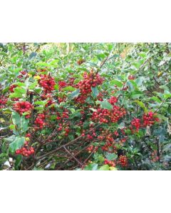 Ilex meserveae 'Blue Princess' C30 Ø  55 cm bolvorm