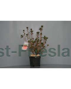 Rhododendron (AJ) 'Stewartstonian' 25-30 cm C2