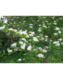 Aronia prunifolia 'Viking' 75 cm C2