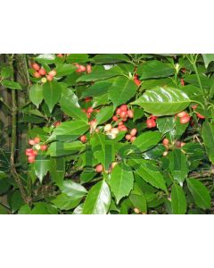 Aucuba jap. 'Rozannie' 80-100 cm C20