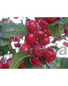 Malus 'Red Sentinel' 10/12 kw leischerm 180 cm stam