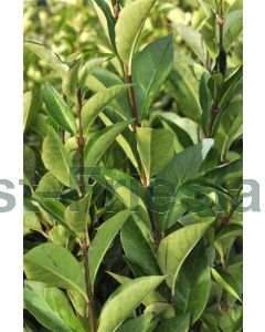 Ligustrum ovalifolium 150-175cm C10