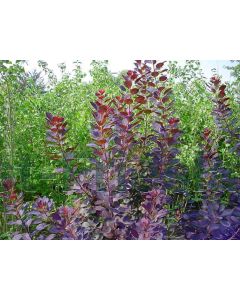 Cotinus cog. 'Royal Purple' 60-80 cm C10