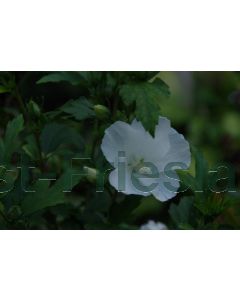 Hibiscus syr. 'Totus Albus' 80-100 cm C20