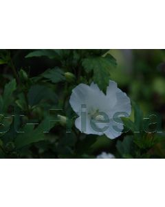Hibiscus syr. 'Totus Albus' 80-100 cm kluit