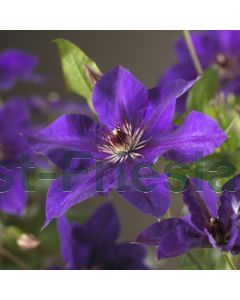 Clematis 'The President' 75 cm C2