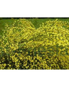 Cytisus praecox 'Allgold' 40-50 cm C3