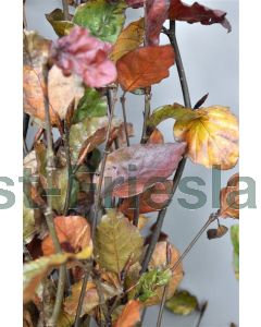 Fagus syl. 'Atropunicea' 10/12 drkl leischerm 180 cm stam