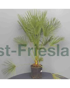 Chamaerops humilis 60-80 cm C7.5