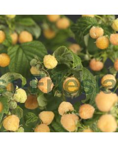 Rubus id. 'Fallgold' 75 cm C2