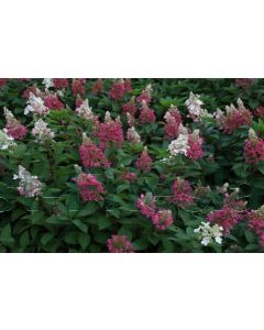 Hydrangea pan. 'Candlelight'® 100-125 cm C20