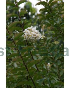Lagerstroemia ind. 'Natchez' 200-250 cm C65