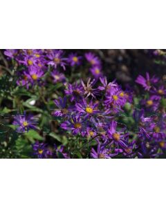 Aster amellus 'Veilchenkönigin' P9 / 24 per kist