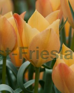 Tulipa batalinii Bright Gem 6/+ per 100