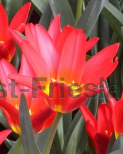 Tulipa Scarlet Baby 11/12 per 100