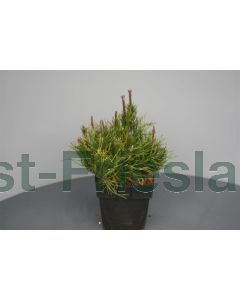 Pinus mugo 'Mughus' C2