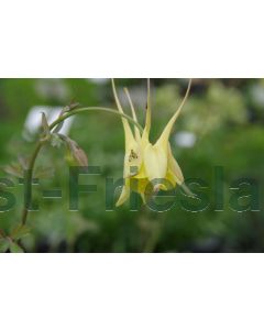 Aquilegia chrysantha 'Yellow Queen' P9 / 24 per kist