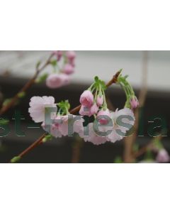 Prunus 'Accolade' C10 120 cm stam